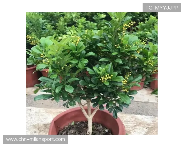 米兰开花时间：了解米兰主要花卉的开花季节与观赏的最佳时间段